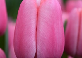 Tulipa Tresor ® (3)